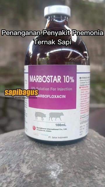 Penanganan-Penyakit-Pneumonia-Ternak-Sapi